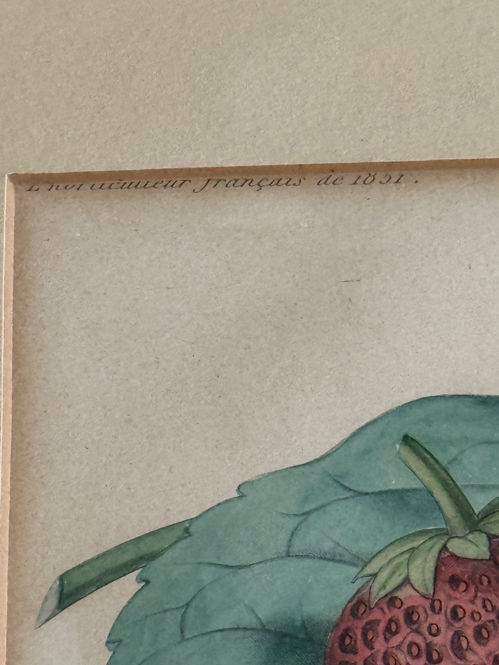 1860 French Botanical Lithograph ‘Fraise Octave’ – Hand Colored Strawberry Plate Framed