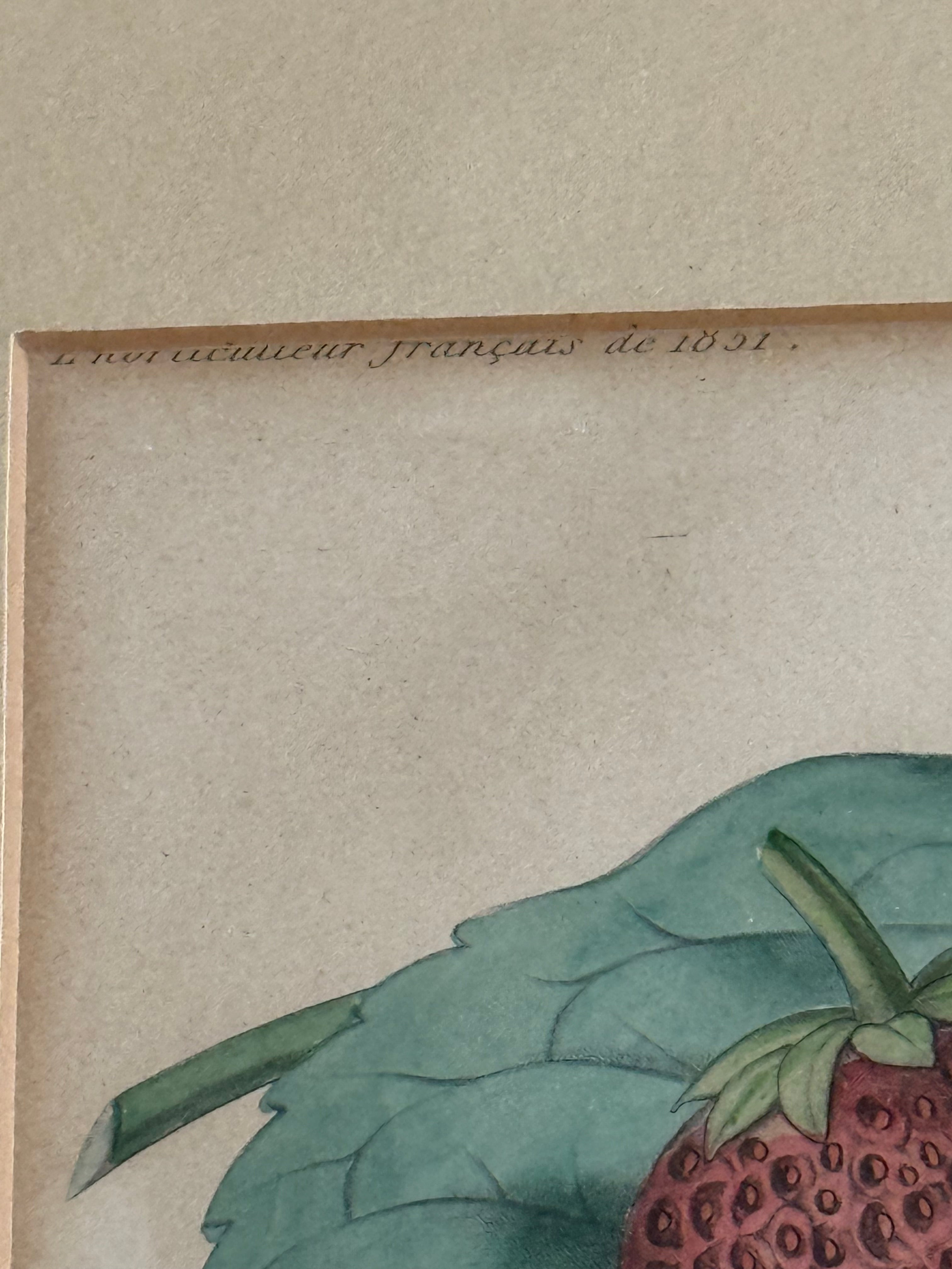 1860 French Botanical Lithograph ‘Fraise Octave’ – Hand Colored Strawberry Plate Framed