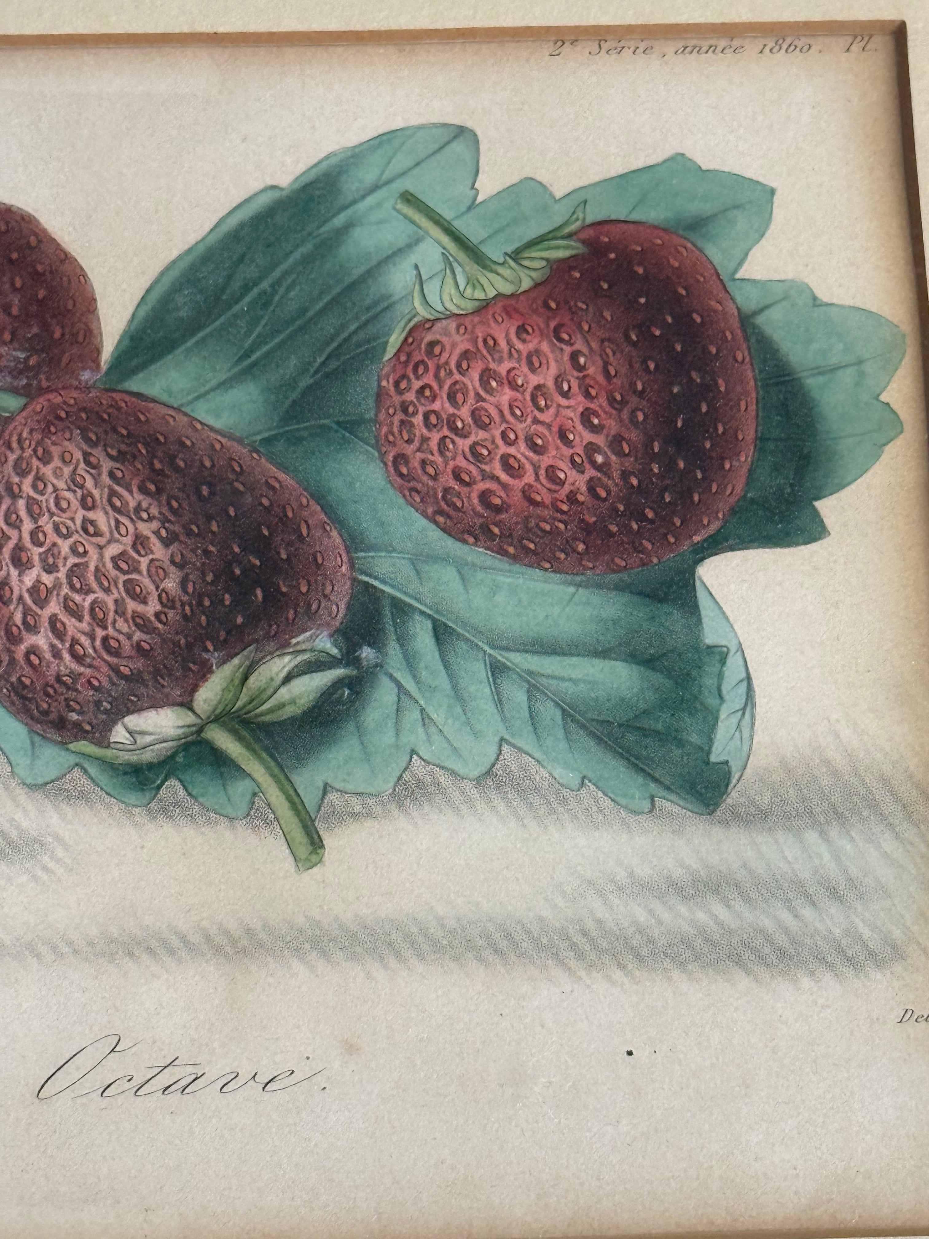 1860 French Botanical Lithograph ‘Fraise Octave’ – Hand Colored Strawberry Plate Framed