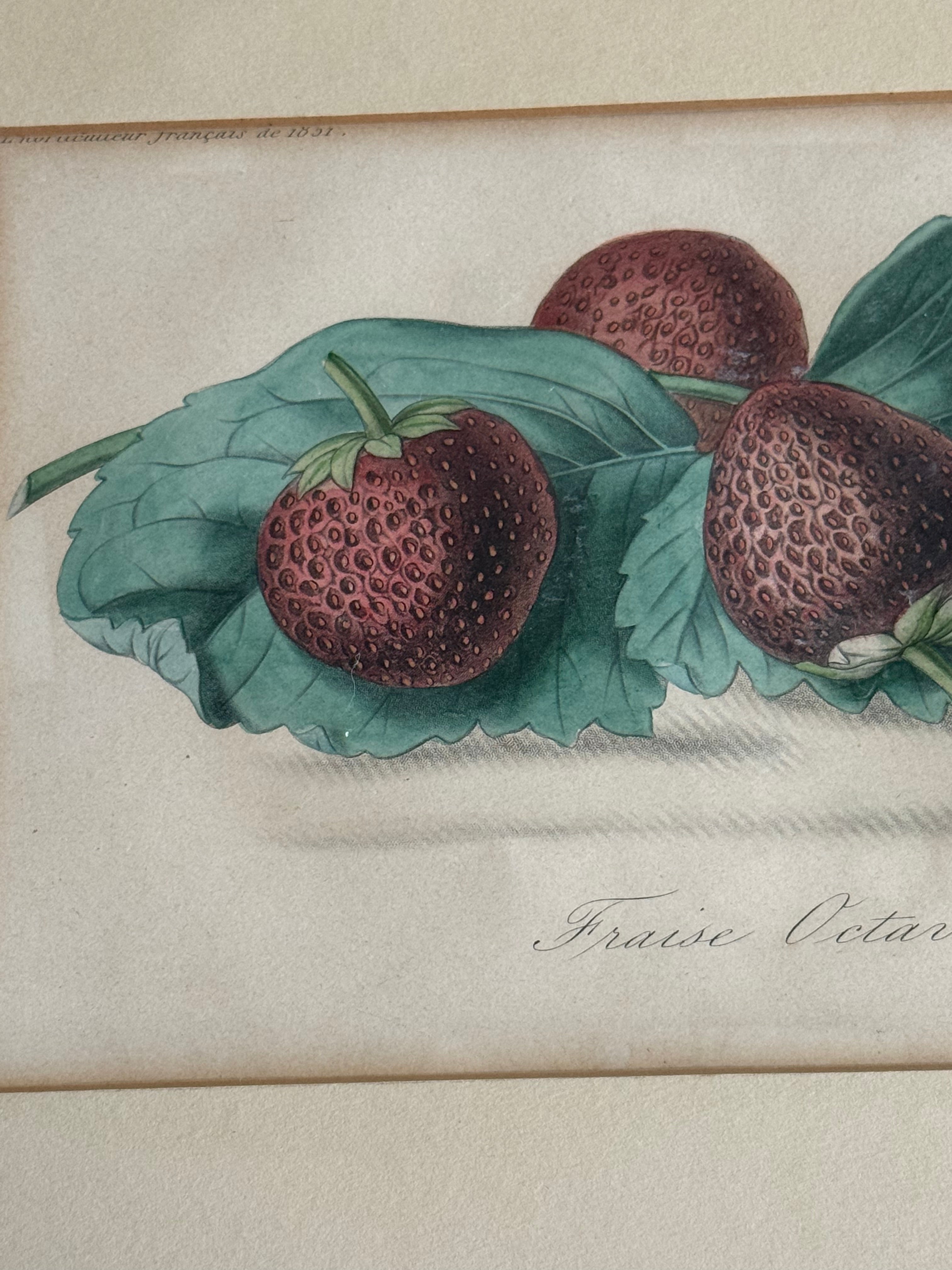 1860 French Botanical Lithograph ‘Fraise Octave’ – Hand Colored Strawberry Plate Framed