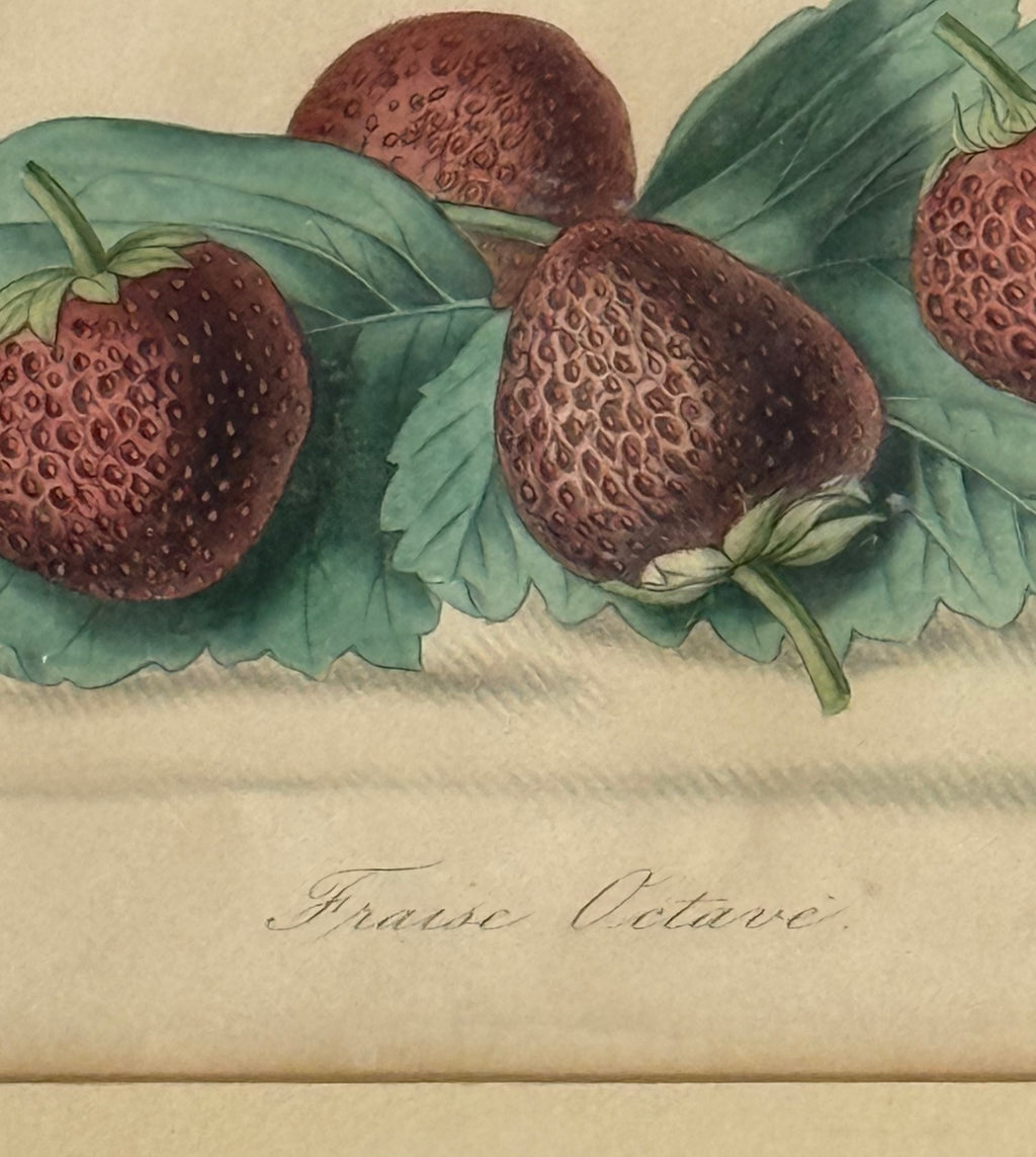 1860 French Botanical Lithograph ‘Fraise Octave’ – Hand Colored Strawberry Plate Framed