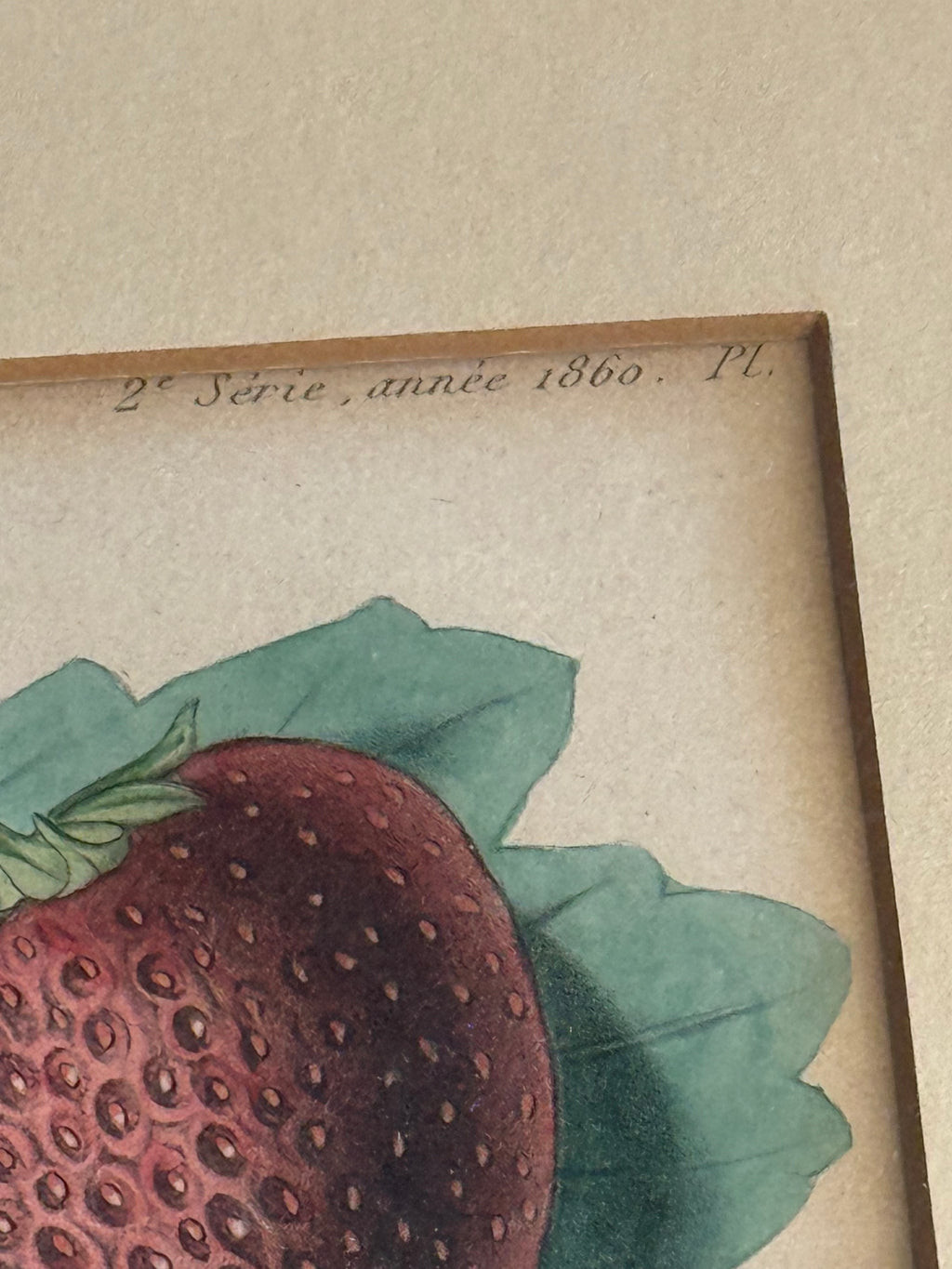 1860 French Botanical Lithograph ‘Fraise Octave’ – Hand Colored Strawberry Plate Framed