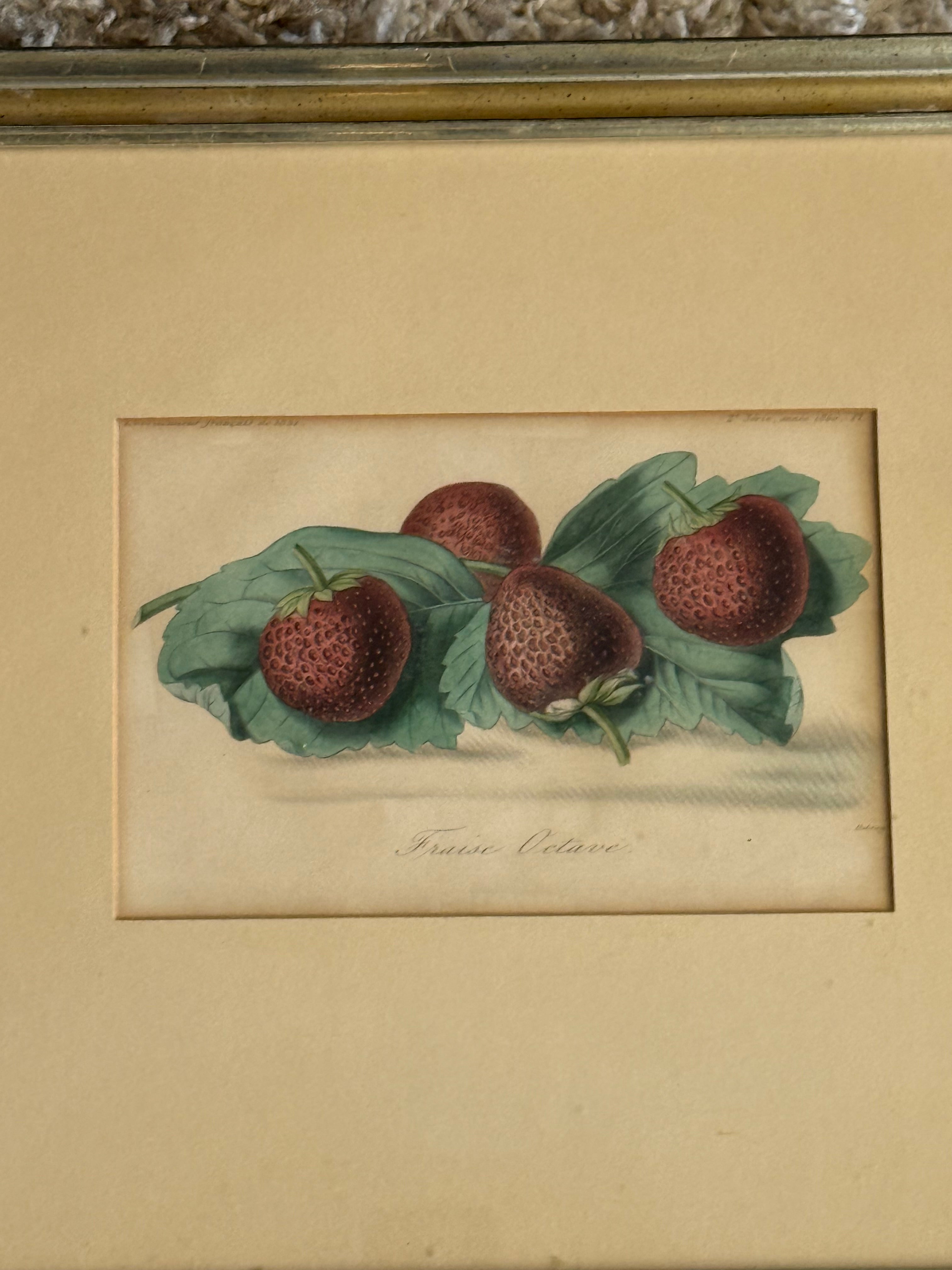 1860 French Botanical Lithograph ‘Fraise Octave’ – Hand Colored Strawberry Plate Framed